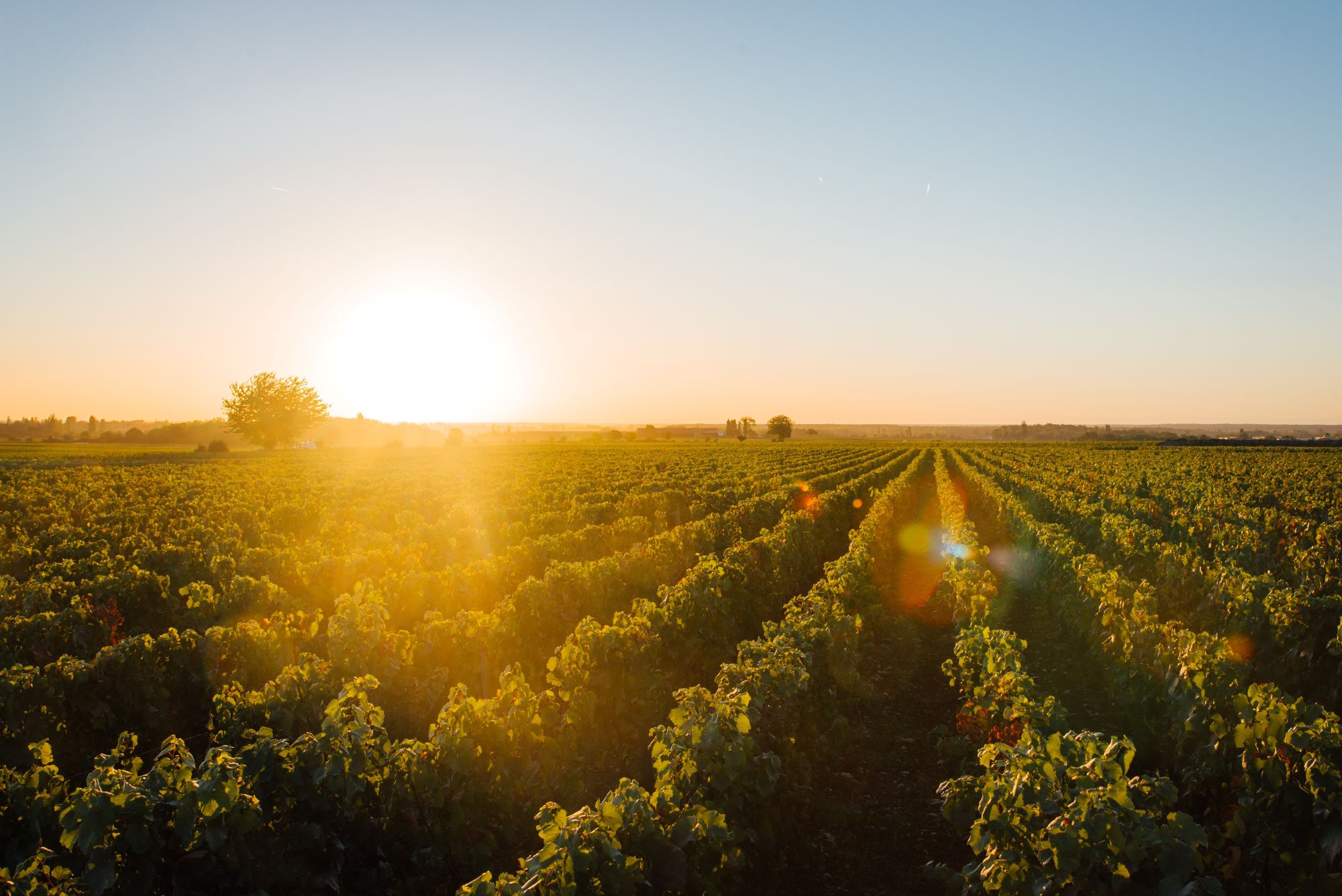 Sunset over a vineyard in Burgundy, France