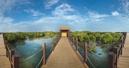 A Thakira Mangrove