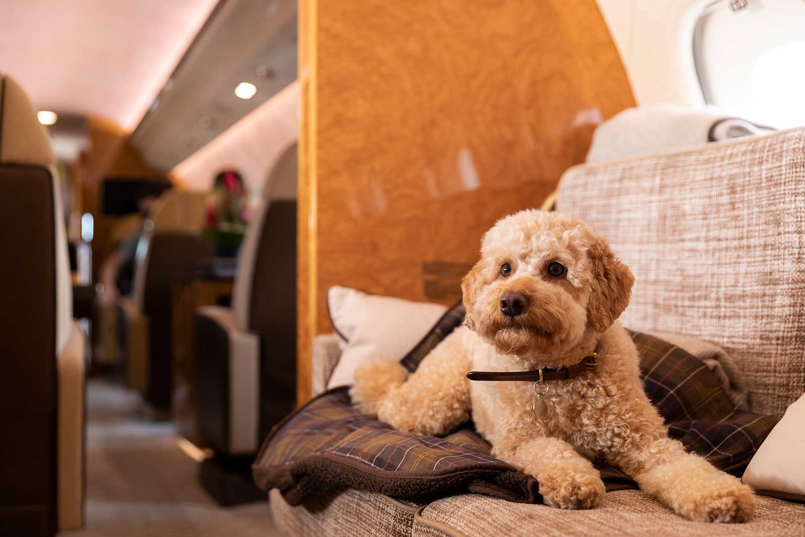 Dog relaxing on private jet