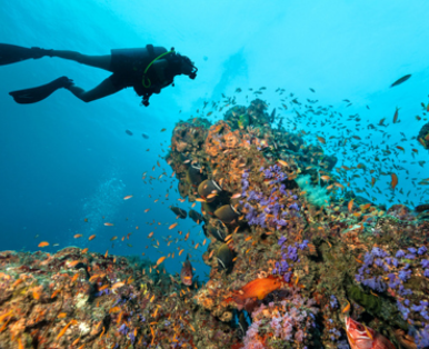 Scuba at Parrot Cay, Turks and Caicos