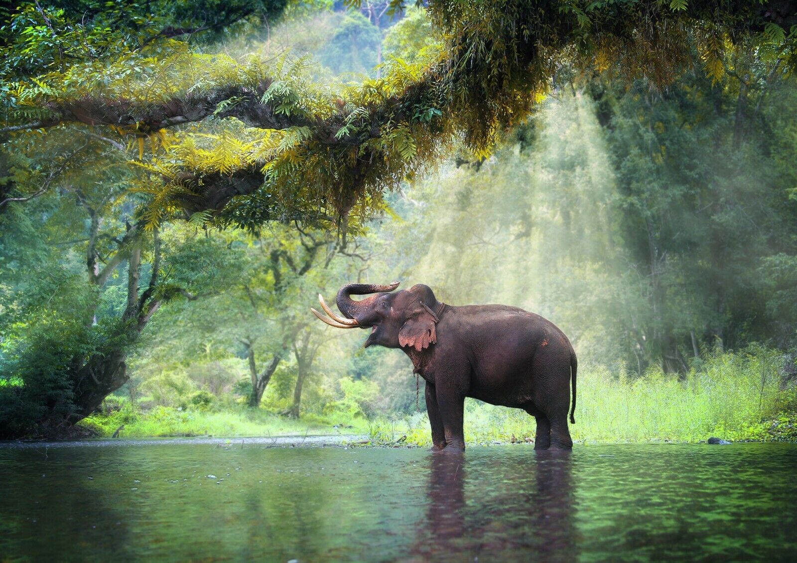 elephant thailand
