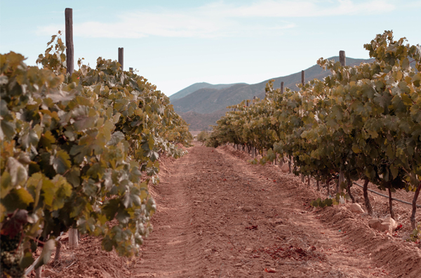 Private wine tour in Mexico