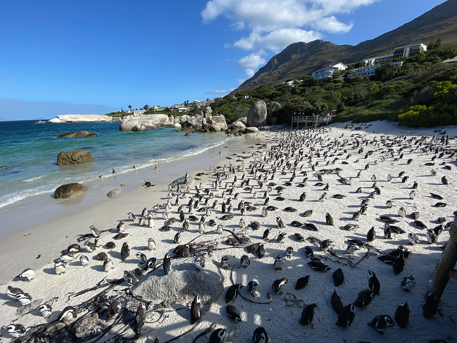 Penguins on Boulders Beach