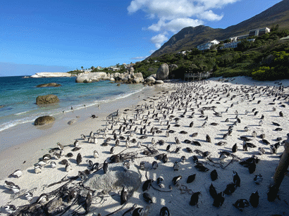 Penguins on Boulders Beach