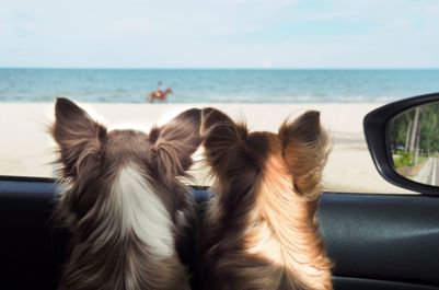 vacationing with pets