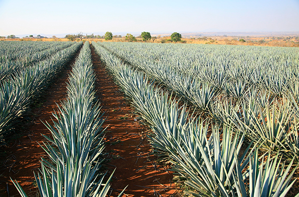 Private jet tour Tequila Mexico