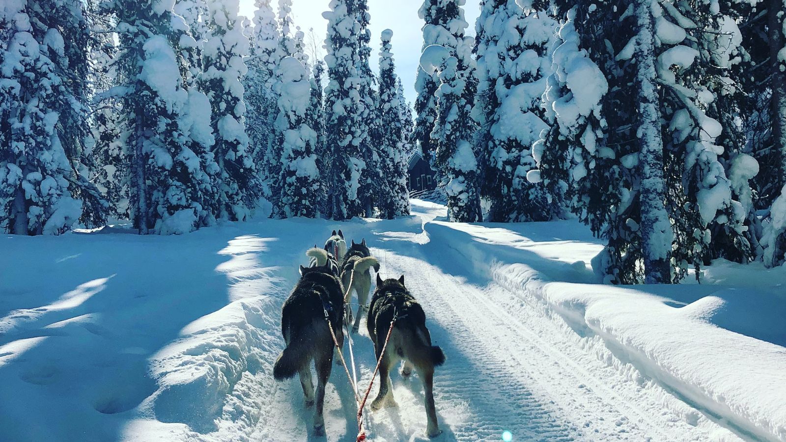 Dog sledding in Lapland, Finland