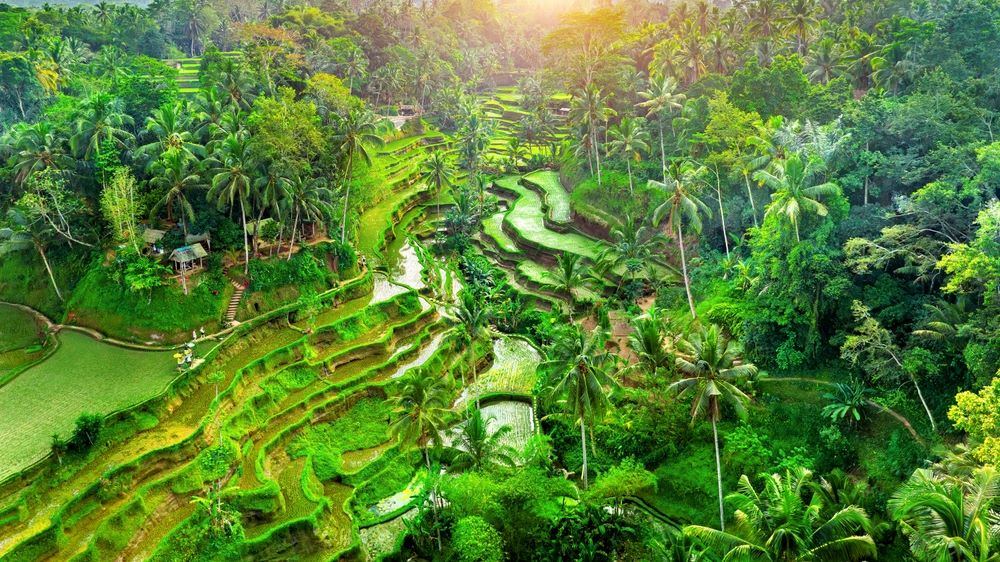 Ubud drone shot