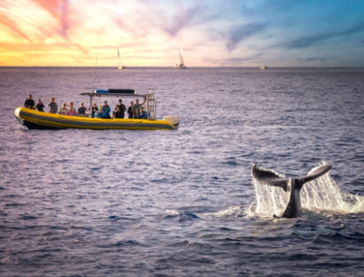 Team whale watching at Maui, Hawaii